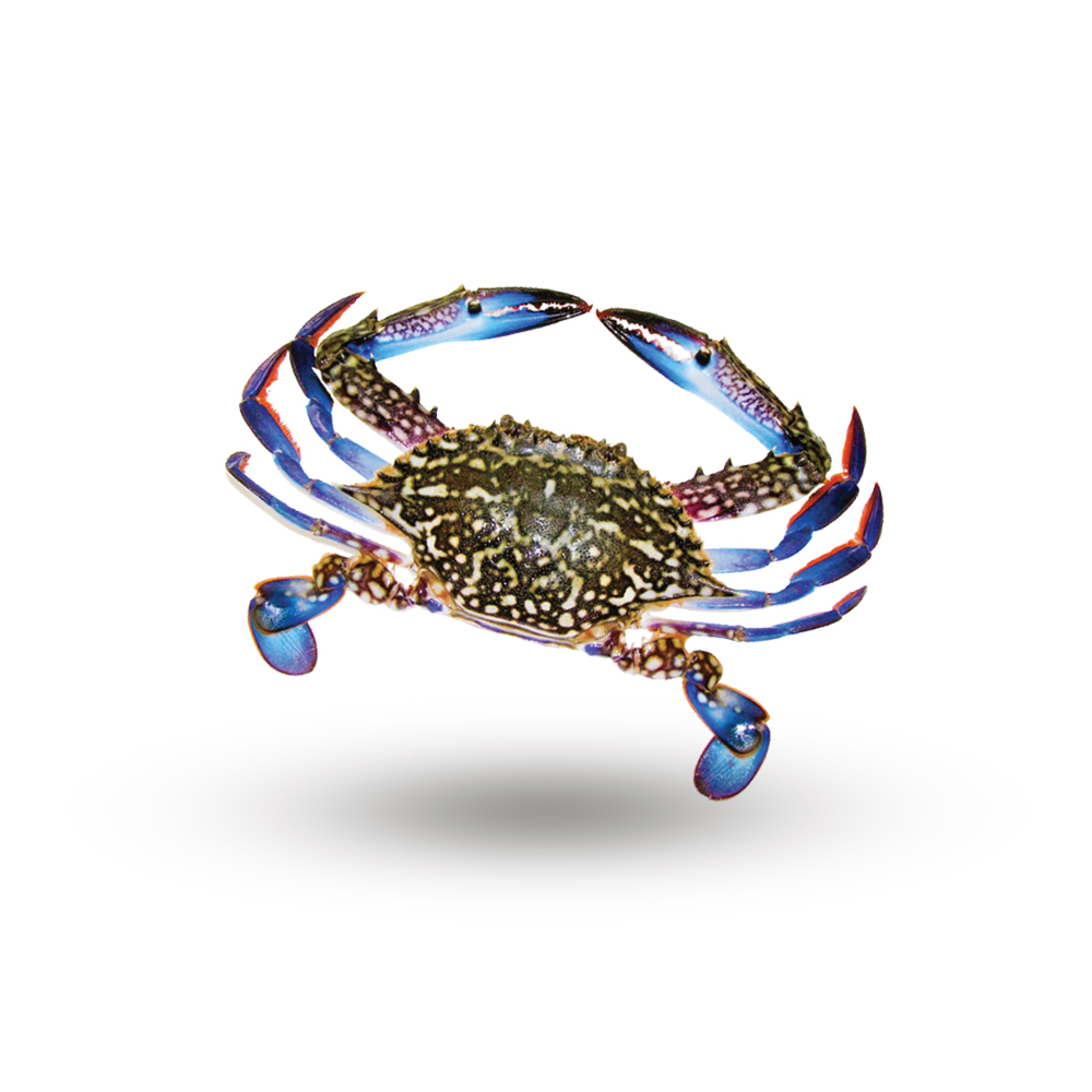 Crab 250g/pcs (Ketam)