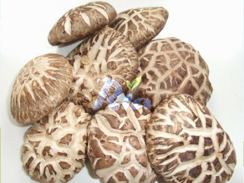 Shiitake Mushroom (pack)